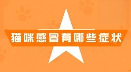 猫咪感冒有哪些症状