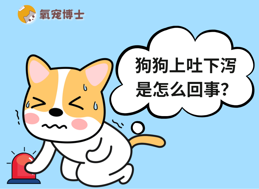 狗狗上吐下泻是怎么回事？