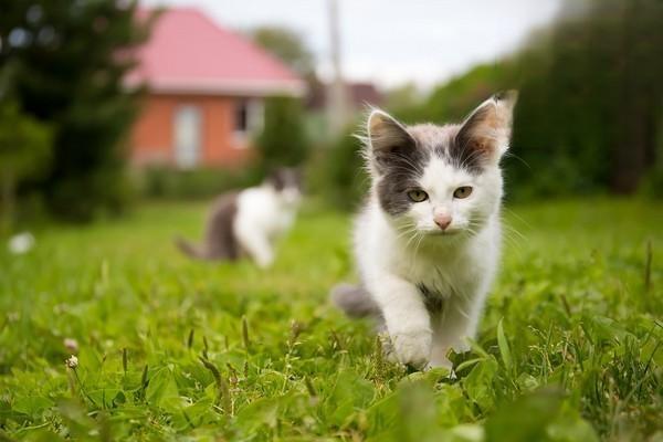 猫不开心的表现怎么办