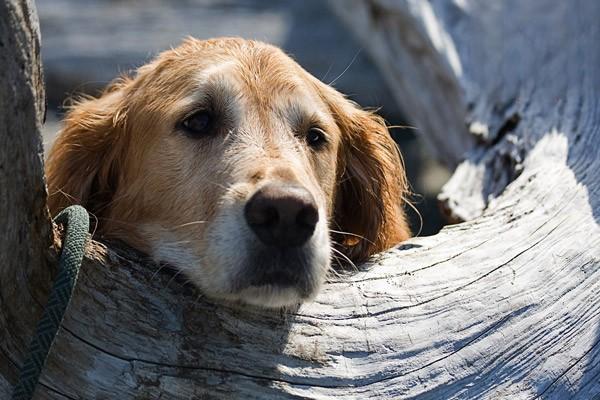 边境牧羊犬的性格与智商