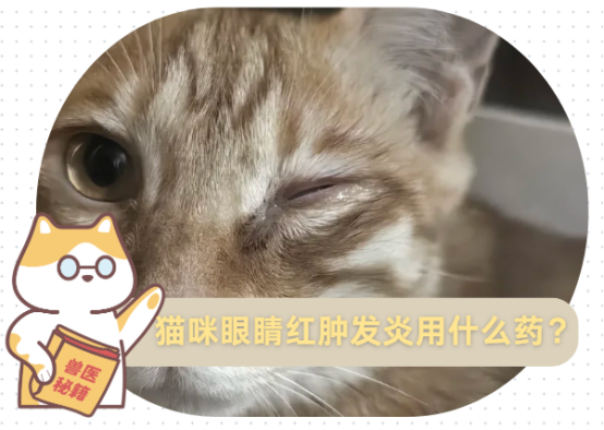 猫咪眼睛红肿发炎用什么药？