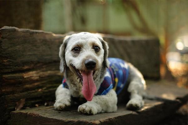 犬腺病毒II型感染