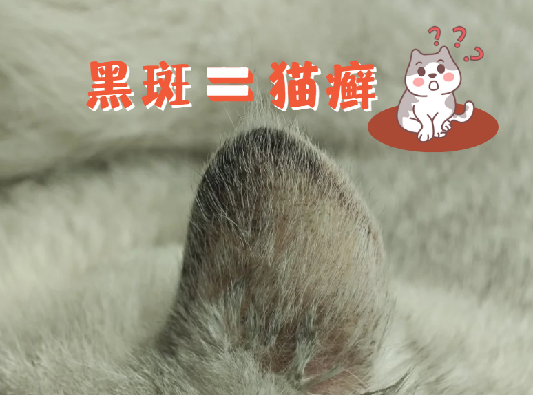 猫咪耳朵表面长黑斑是猫癣吗？如何诊断？