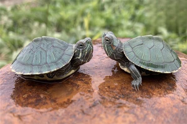 鱷龜的飼養方式及注意事項