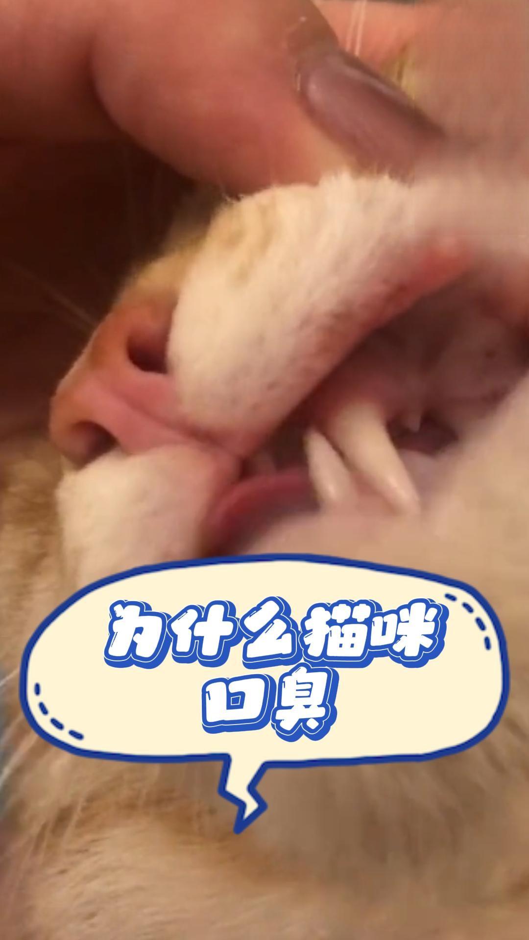 为什么猫咪有口臭？