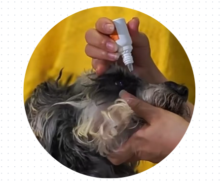 泰迪眼睛流淚用什麼藥？