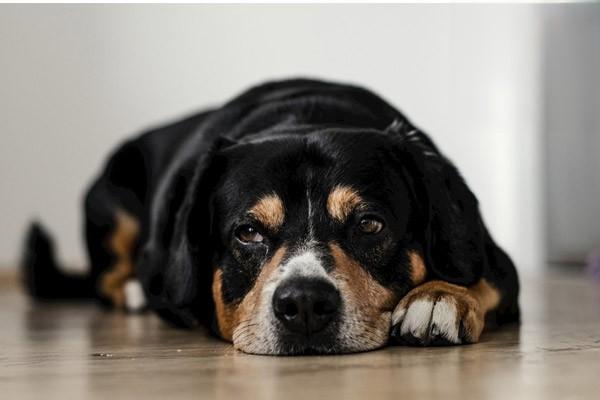 犬肠道梗阻症状与治疗