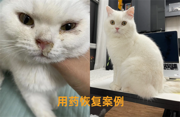 猫鼻支在家怎么治疗？