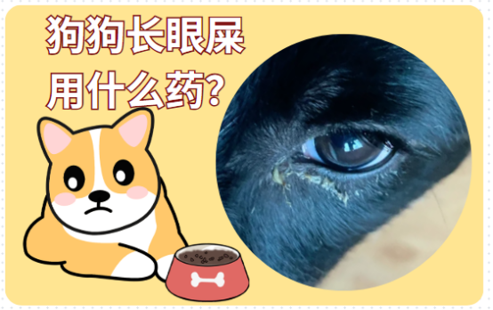 狗狗长眼屎是怎么回事？吃什么药？