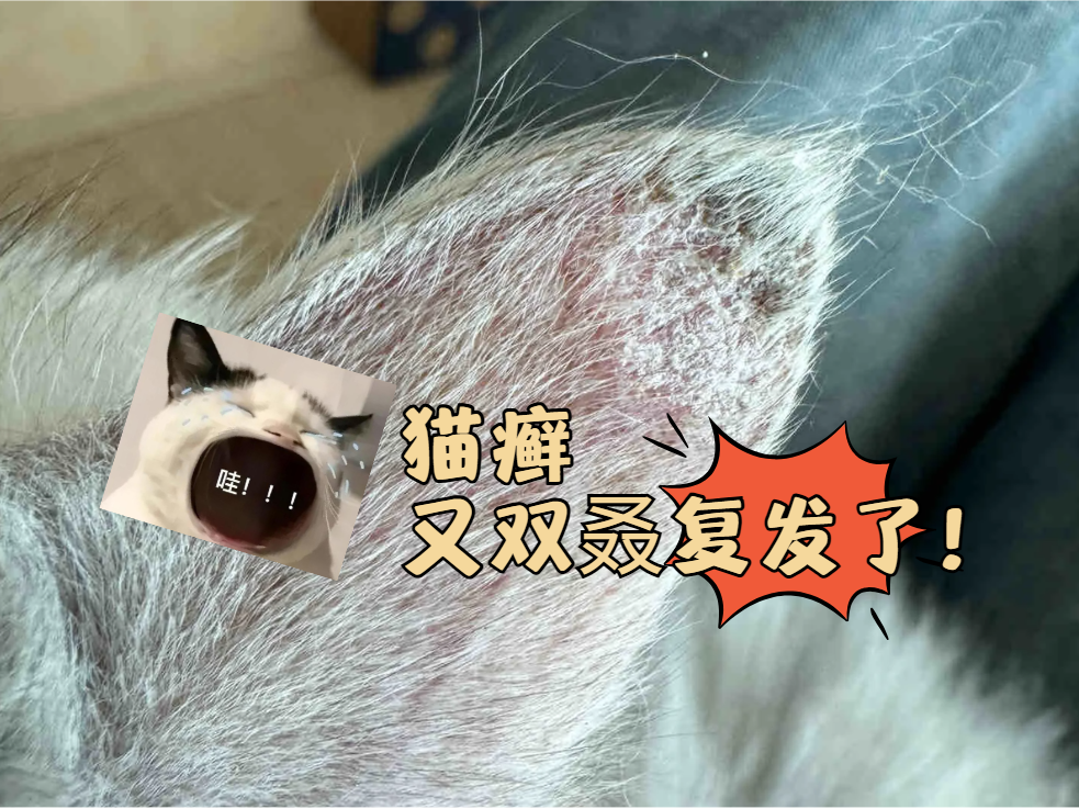 猫癣用灯照是什么样的？别再认错啦！