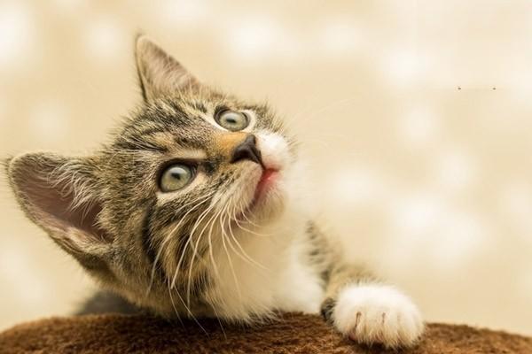 猫咪耳朵姿态有什么含义