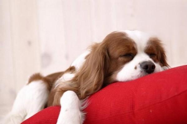 狗狗肾衰竭，狗慢性肾衰竭的治疗方法