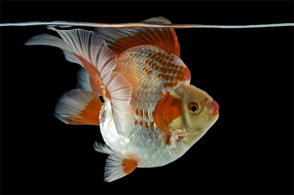 金鱼是怎么繁殖后代的？