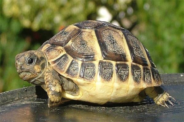 乌龟脱壳多久一次？