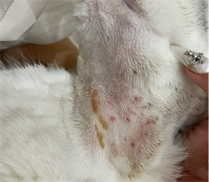 猫癣症状