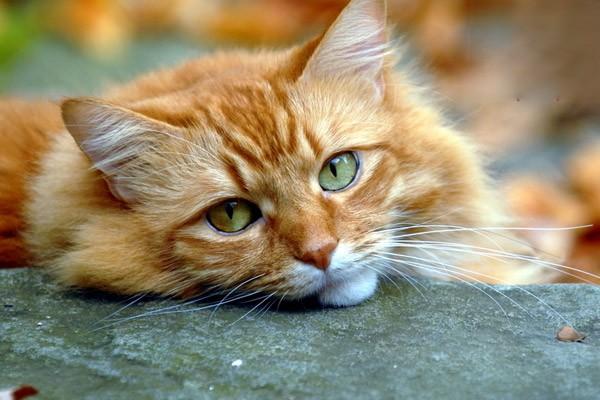 猫咪日常生活中常见的疾病二