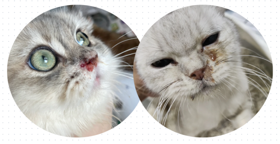 猫咪流鼻涕怎么办？
