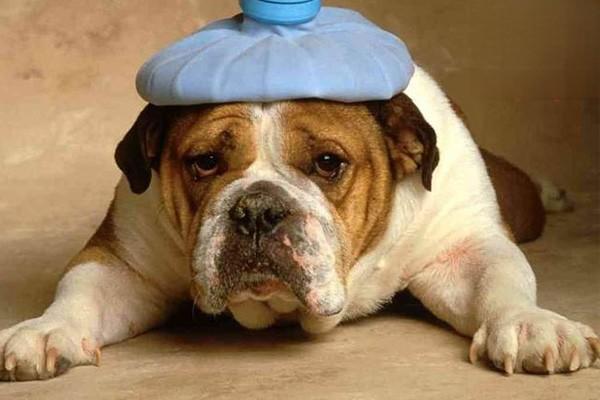 犬传染性肝炎症状