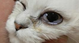 猫流眼泪是得了什么病