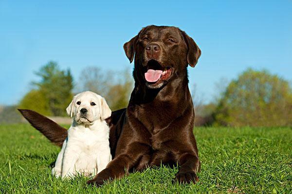 狗狗真菌感染狗狗螨虫狗皮肤病，犬蠕形螨皮肤病的症状有哪些