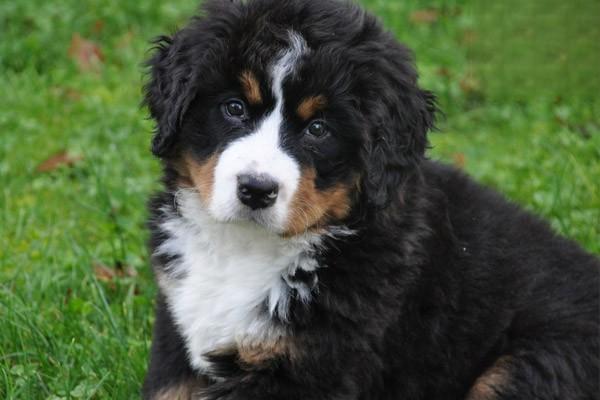牧羊犬喜歡吃什麼 飼養牧羊犬的注意事項