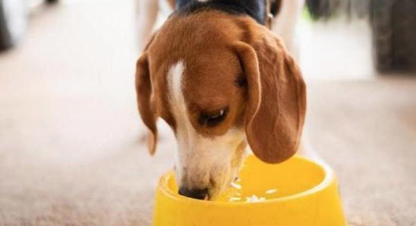 新手养狗，狗狗缺水的症状表现