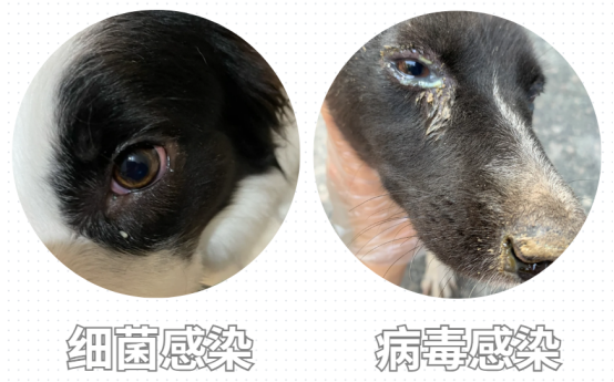 小狗有泪痕怎么去除？