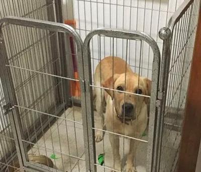 狗狗眼睛周圍長癬用什麼藥？