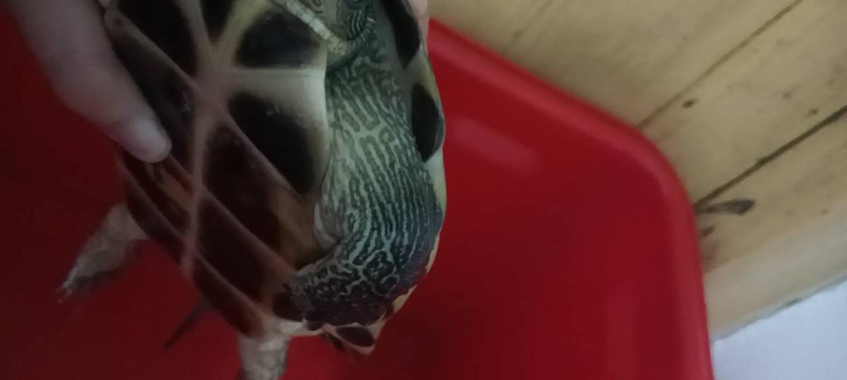 https://s.isdpp.com/images/FCZQhadylM4bKhfW