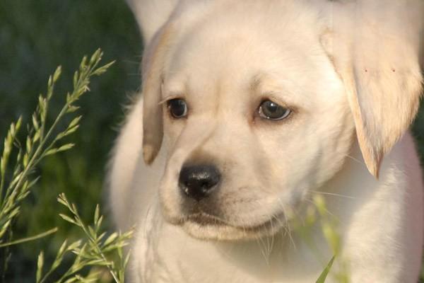 拉布拉多獵犬品種標準