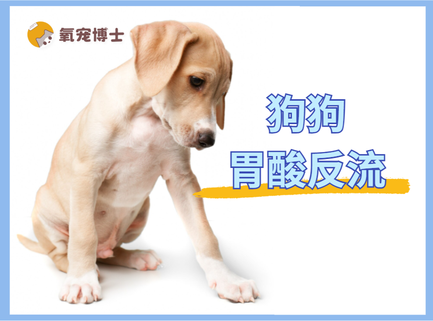 狗狗胃酸反流怎么办？