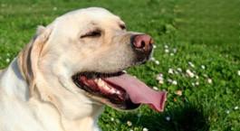 狗狗的舌头有泡泡是怎么回事