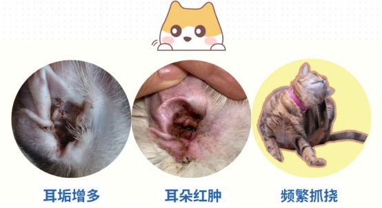 小猫耳螨