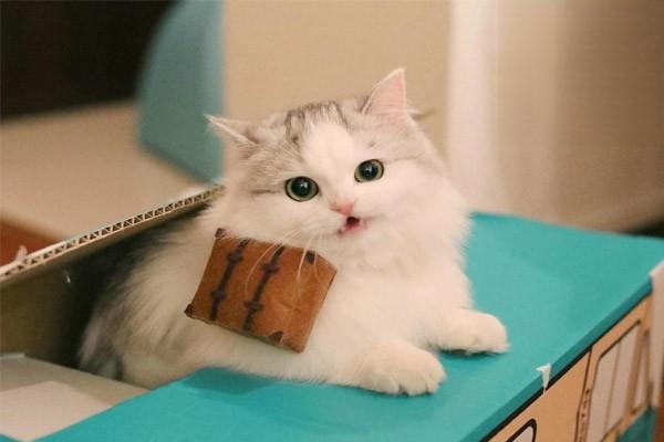 猫乱咬东西，怎么训练布偶猫不抓挠家具