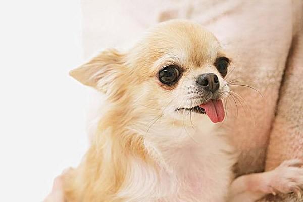 狗肠胃炎犬细小，狗狗肠胃炎和细小的区别