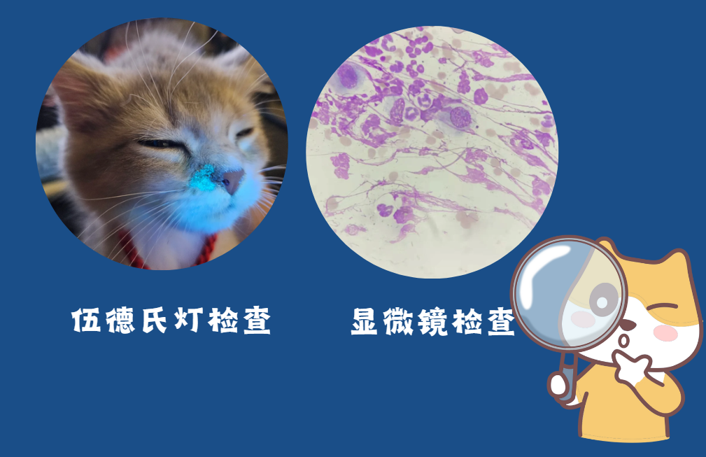 猫的耳朵长癣