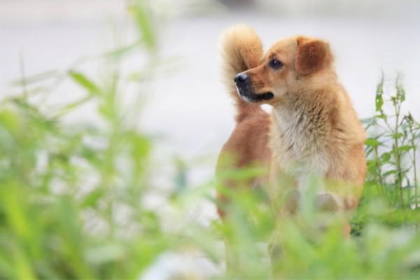 狗狗吃人类食物是爱它还是害它