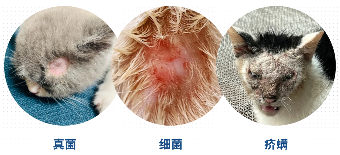 貓咪皮膚紅腫怎麼辦？