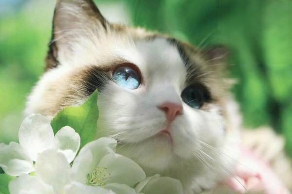 猫咪有哪些动作说明它已经认主了