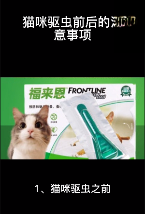 猫咪驱虫前后的注意事项