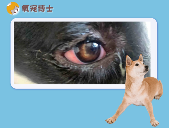 狗狗眼睛發炎了怎麼辦？教你這幾招輕鬆應對