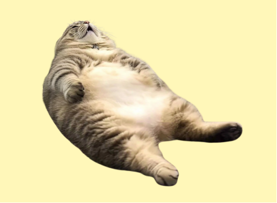 猫能吃樱桃吗？