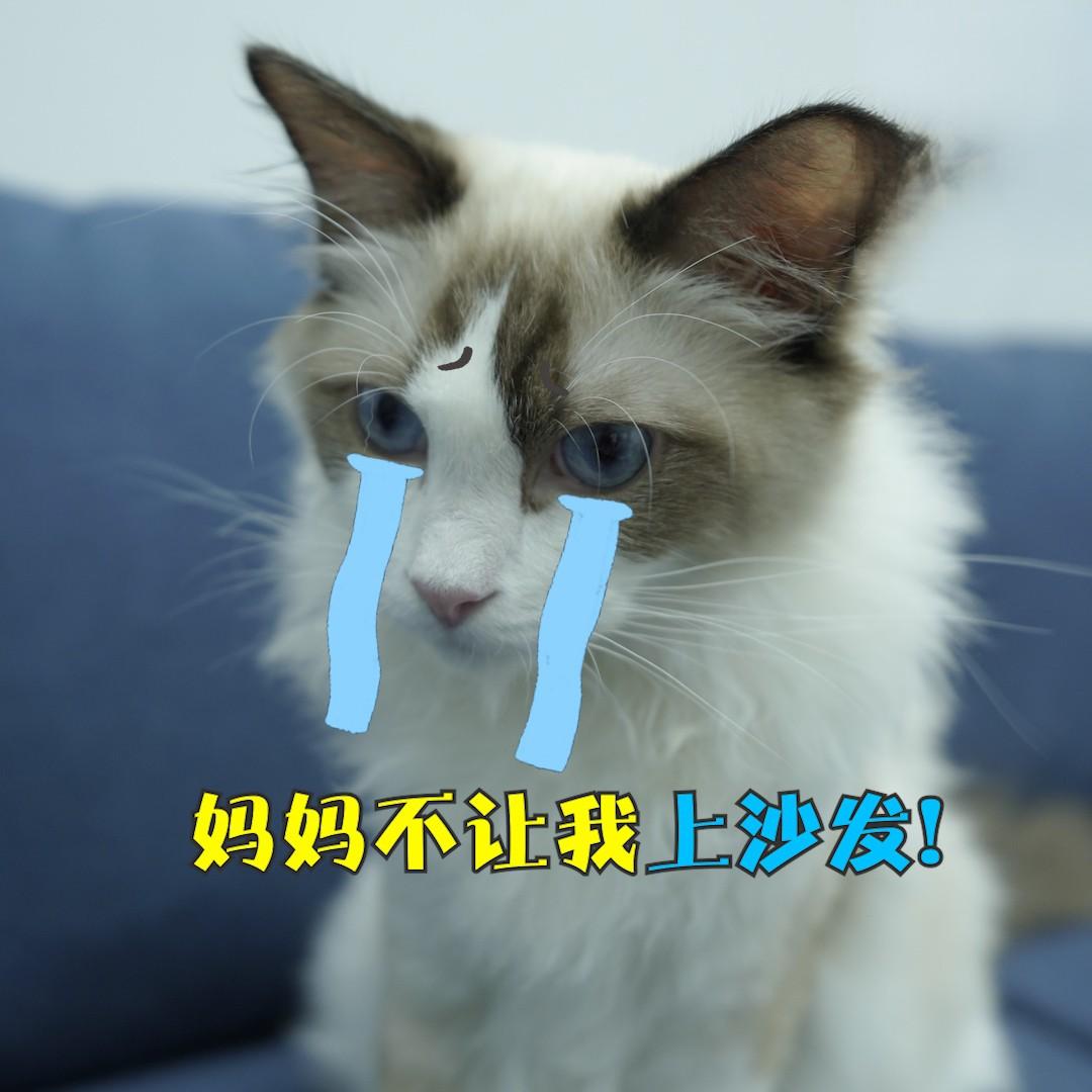 猫主子不能上沙发？