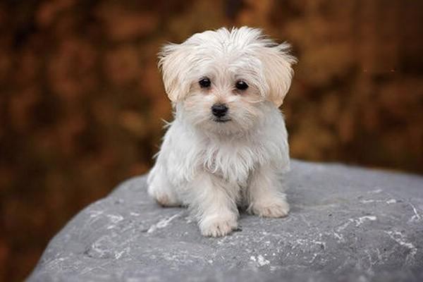 贝吉格里芬凡丁犬的特征