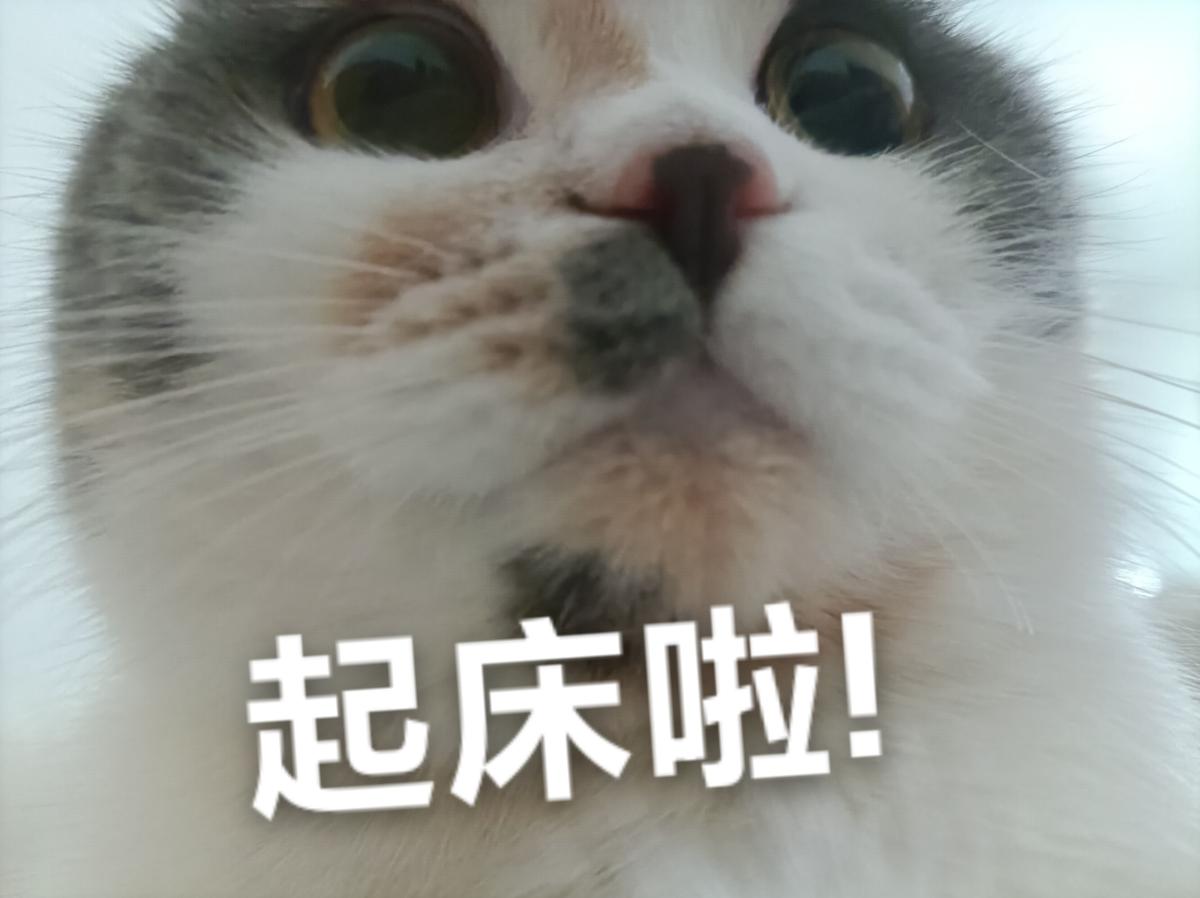 猫咪生活照