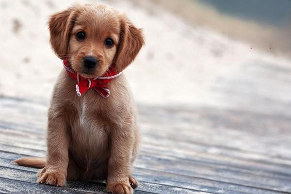 比熊犬怀孕吃什么好