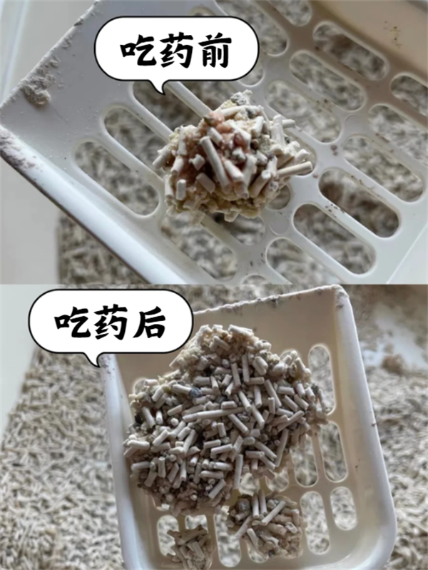 猫咪尿闭怎么治疗？