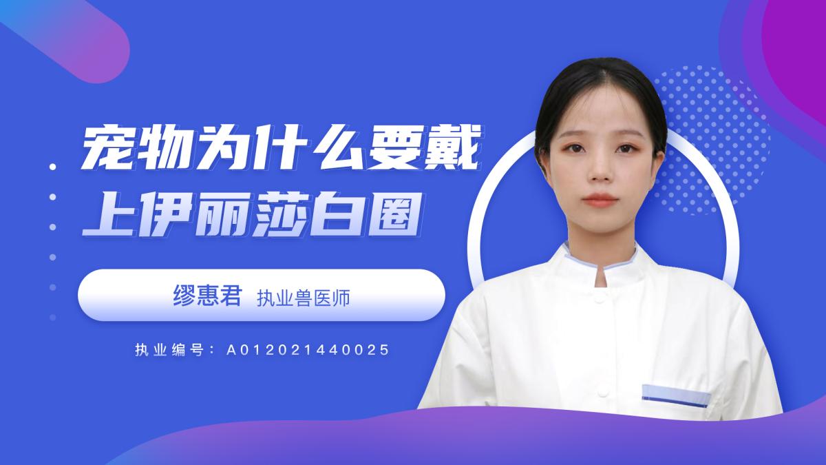 宠物为什么要戴上伊丽莎白圈呢？