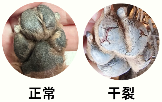 狗狗脚掌干裂