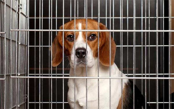 狗狗长期被关在笼子里会怎么样？